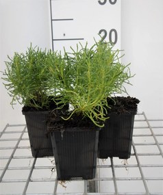 Heiligenbloem, cypressenkruid, olijfkruid - pot 9x9 cm (Santolina rosmarinifolia) -