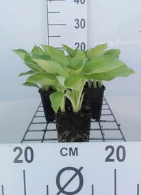 Hosta 'Gold Standard' - pot 9x9 cm