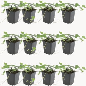Planten Glacier Ivy Hedera helix Glacier, 12-delig