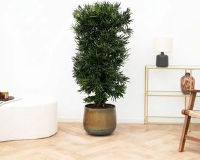 Podocarpus Macrophylla - 130cm
