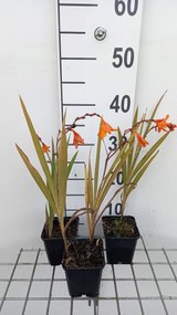 Crocosmia 'Emily McKenzie' - pot 9x9 cm