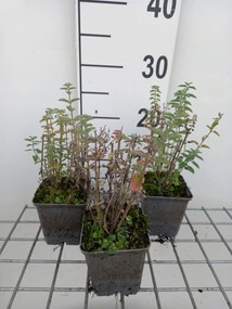 Nepeta 'Novanepjun' (Junior Walker) - pot 9x9 cm -