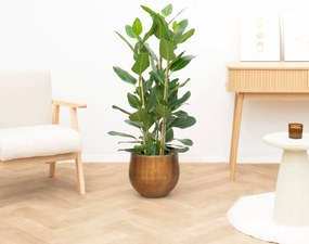 Ficus Benghalensis Audrey struik - 100cm