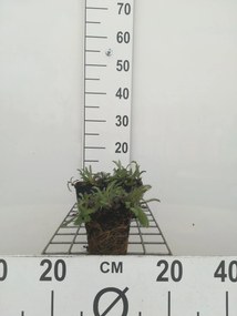Achillea millefolium 'Red Velvet' - pot 9x9 cm -