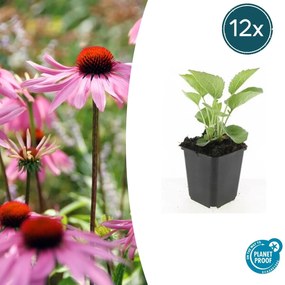 Echinacea purpurea 'Magnus - 20cm