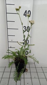 Achillea millefolium 'White Beauty' - pot 9x9 cm