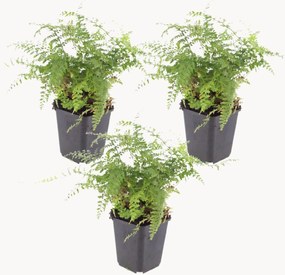 Planten Soft Shield Fern Polystichum setiferum Herrenhausen, 3-delig