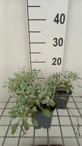 Achillea umbellata - pot 9x9 cm
