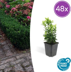 Euonymus Japonicus 'Green Spire' - 20cm