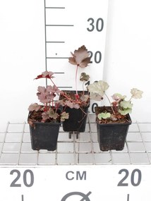 Heuchera 'Black Beauty'® - pot 9x9 cm