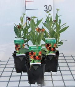 Helenium 'Kupferzwerg' - pot 9x9 cm