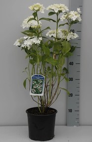 Hydrangea macrophylla 'Libelle' - pot - 25-30 cm