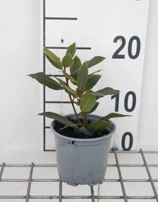 Laurus nobilis - Laurier - pot diameter 10,5 cm -