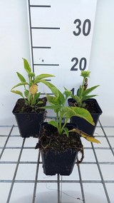 Echinacea 'Meteor Yellow' - pot 9x9 cm