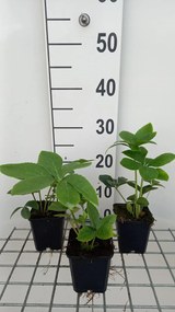 Helleborus orientalis 'Yellow Lady' - pot 9x9 cm