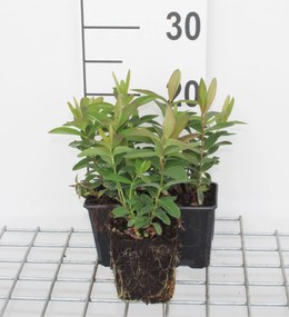 Hypericum calycinum - pot 9x9 cm
