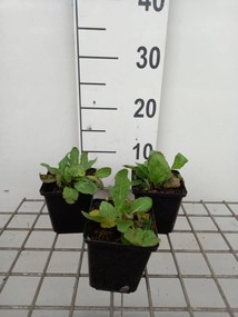 Salvia nemorosa 'Rose Queen' - pot 9x9 cm -