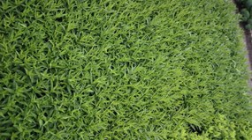 Amsonia orientalis - pot 9x9 cm