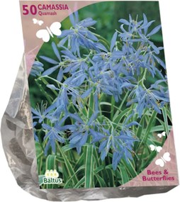 Baltus 'Camassia quamash' - voorjaarsbloeiers - 50 bollen