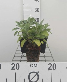 Salvia officinalis 'Berggarten' - pot 9x9 cm (Salie 'Grootbladige Salie' / 'Breedbladige Salie') -