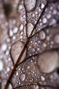 Foto Autumn Rain, Mareike Bohmer