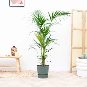 Combi deal - Kentia palm inclusief Elho Greenville - 180cm