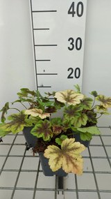 x Heucherella 'Golden Zebra' - pot 9x9 cm