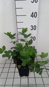 Baptisia 'Lemon Meringue' - pot 9x9 cm -