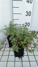 Nepeta racemosa 'Blue Wonder' - pot 9x9 cm