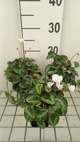 Cyclamen hederifolium 'White Pearls' - pot 9x9 cm -