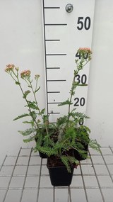 Achillea millefolium 'Lachsschönheit' - pot 9x9 cm -