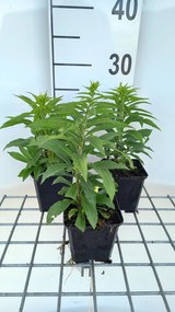Solidago 'Golden Dwarf' - pot 9x9 cm