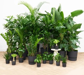 Kantoorpakket: Plant Harmony