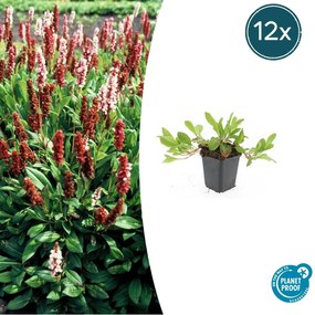 Persicaria aff. 'Darjeeling Red' - 20cm