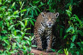 Foto A wild jaguar hunting in the, Jami Tarris