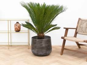 Cycas Revoluta - 110cm