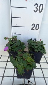 Geranium sanguineum 'Shooting Star' - pot 9x9 cm -