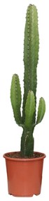 Euphorbia Acrurensis -Ø17cm - ↕50cm