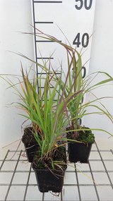 Andropogon gerardii - pot 9x9 cm