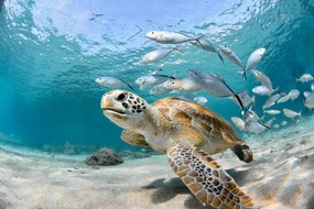 Foto Turtle closeup with school of fish, LFPuntel