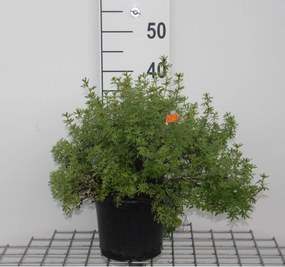 Potentilla fruticosa 'Marrob' (Marian Red Robin) - pot 3L - 25-30 cm -
