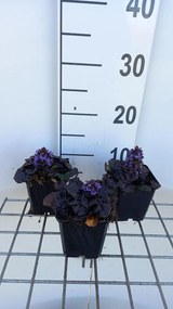 Ajuga reptans 'Binblasca' (Black Scallop) - pot 9x9 cm
