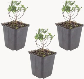 Planten Candytuft Iberis sempervirens Schneeflocke, 3-delig
