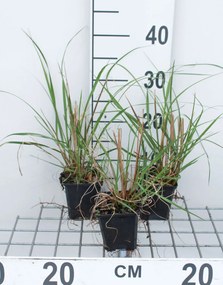 Pennisetum alopecuroides 'Japonicum' - pot 9x9 cm
