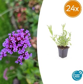Verbena Bonariensis - 20cm