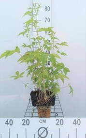 Filipendula purpurea 'Elegans' - pot 9x9 cm