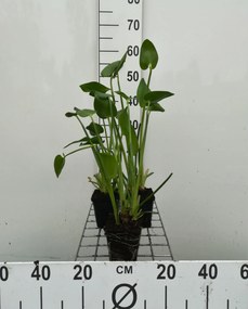Pontederia cordata - pot 9x9 cm -