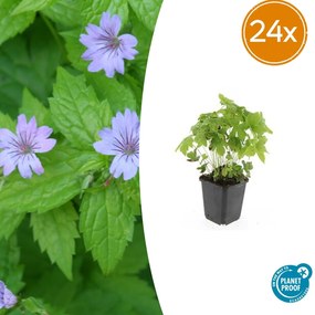 24x Geranium nodosum -↕10-25cm - Ø9cm