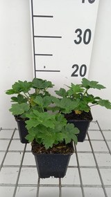 Astrantia major 'Star of Billion' - pot 9x9 cm