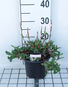 Persicaria affinis 'Superba' - pot 2L